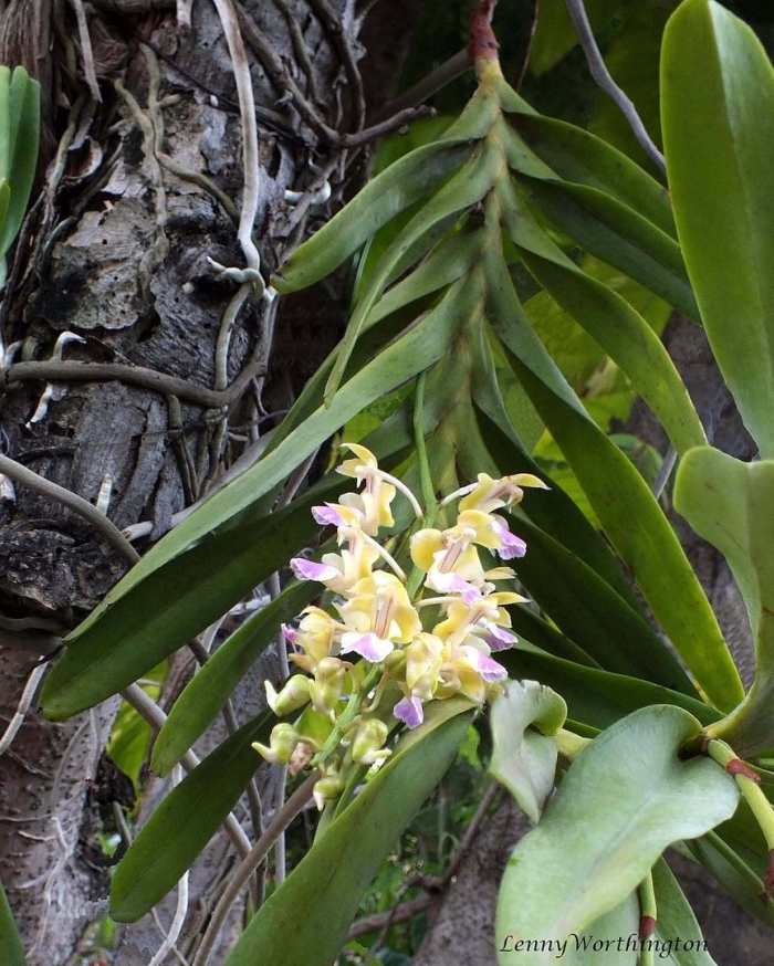 Ринхостилис бангкок сансет орхидея