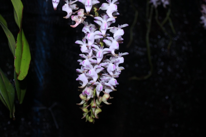 Орхидея rhynchostylis gigantea