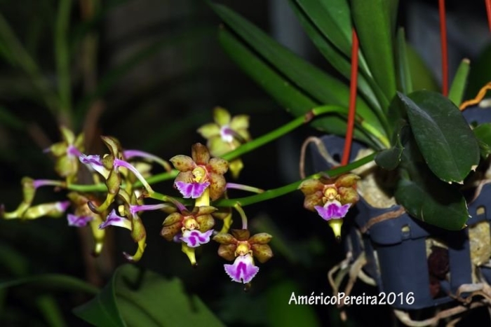 Орхидея aerides