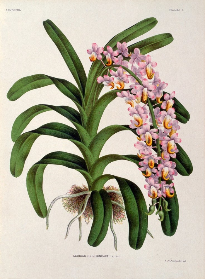 Lindenia iconographie des orchidées