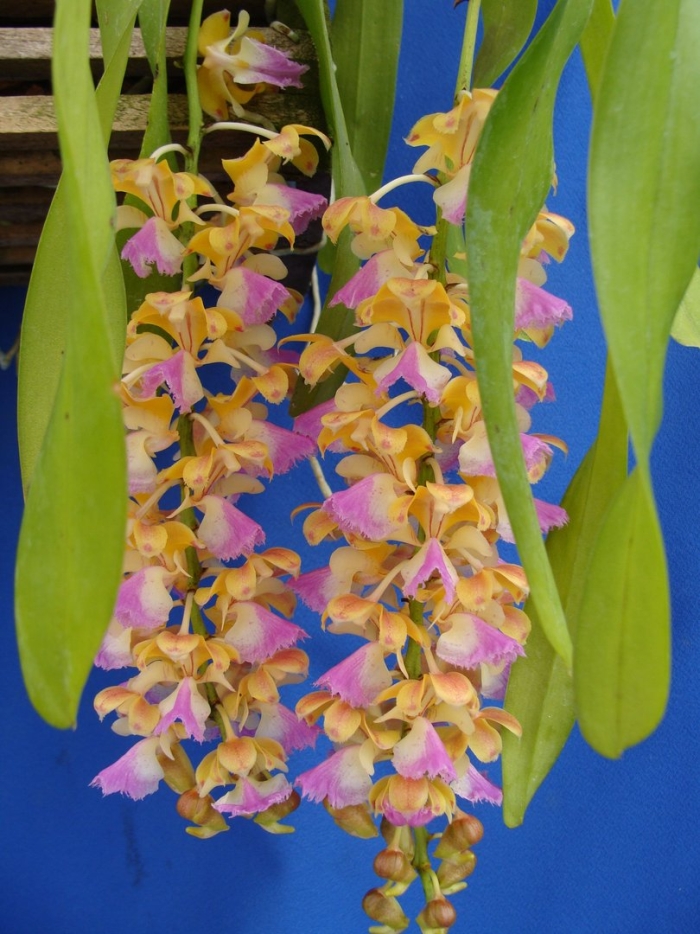 Аэридес орхидея