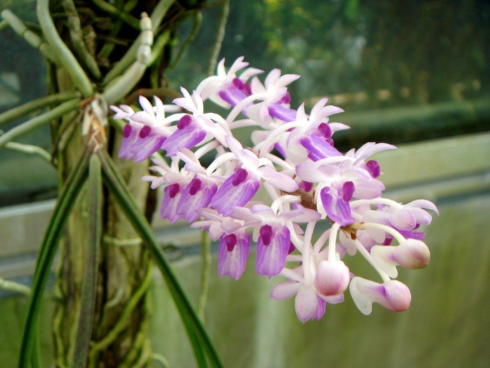 Seidenfadenia mitrata