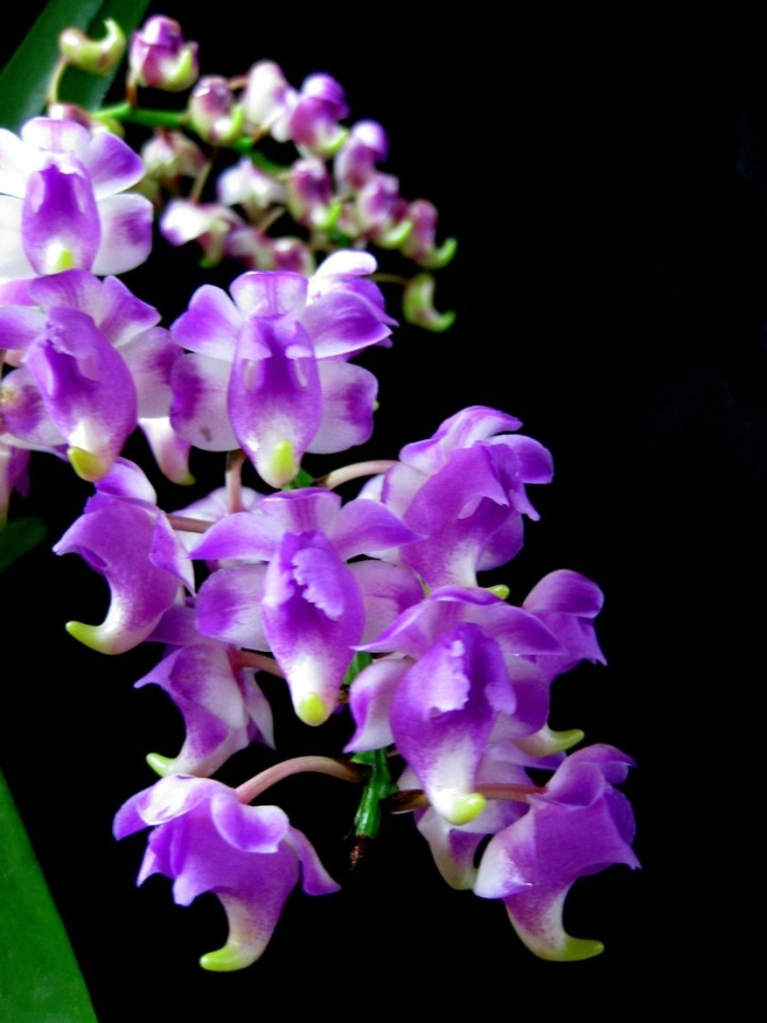 Aerides odorata