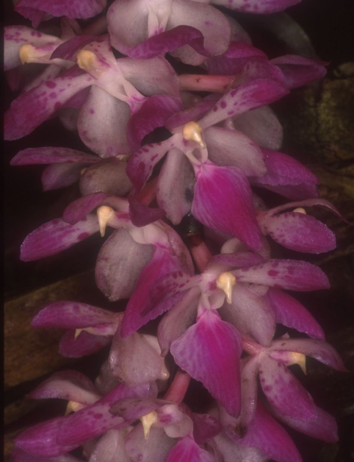 Aerides multiflora
