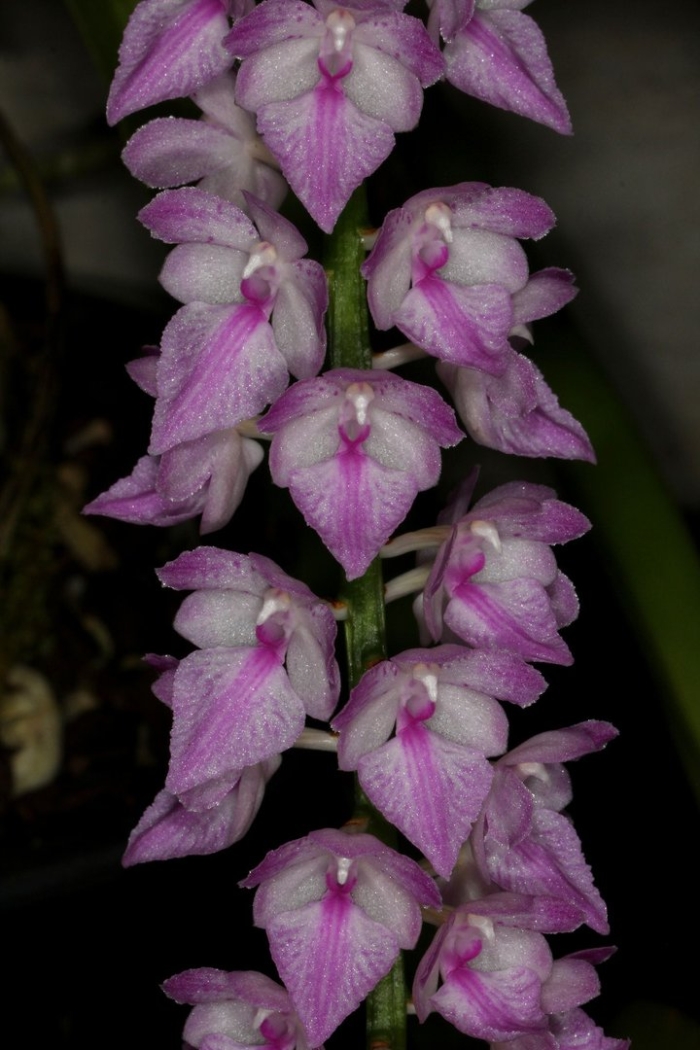 Aerides multiflorum