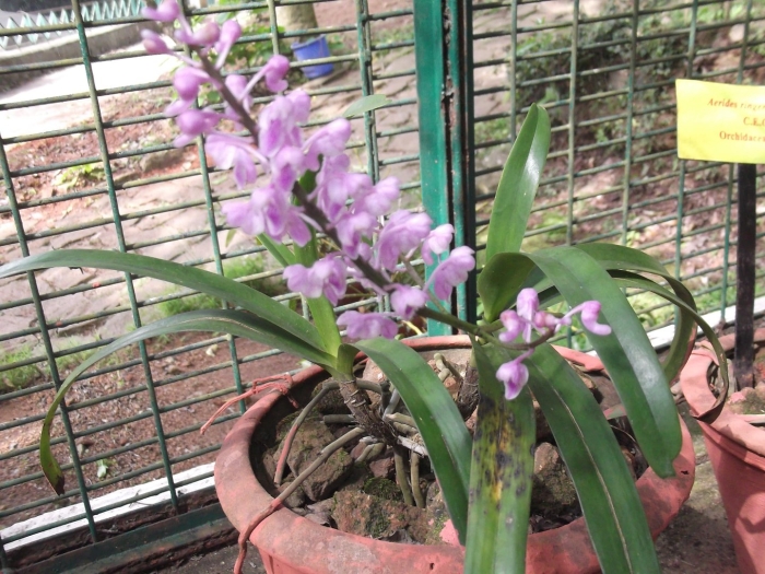 Rhynchostylis coelestis blue