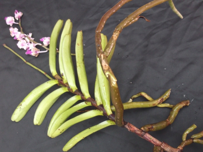 Rhynchostylis coelestis