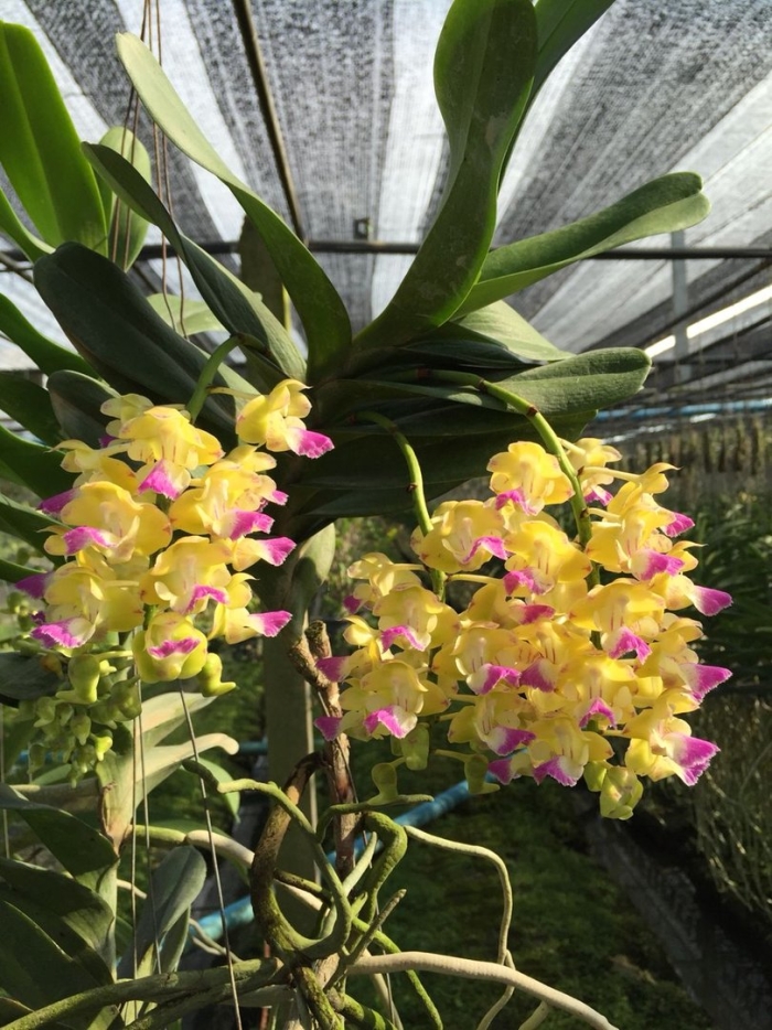 Орхидея дендробиум ванда