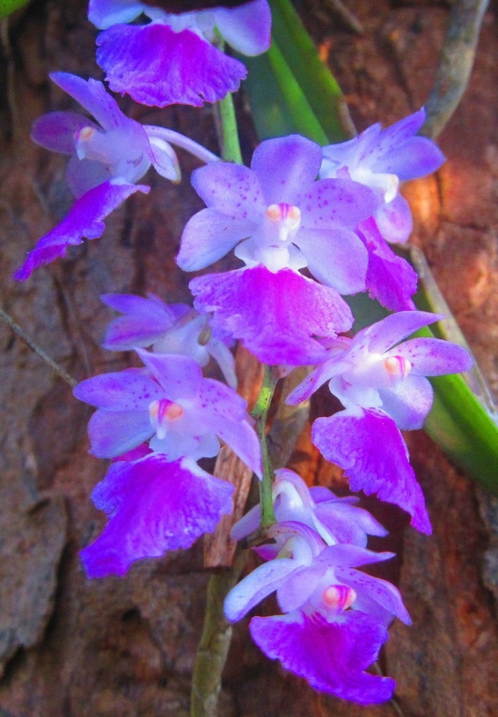 Vandachostylis sasicha