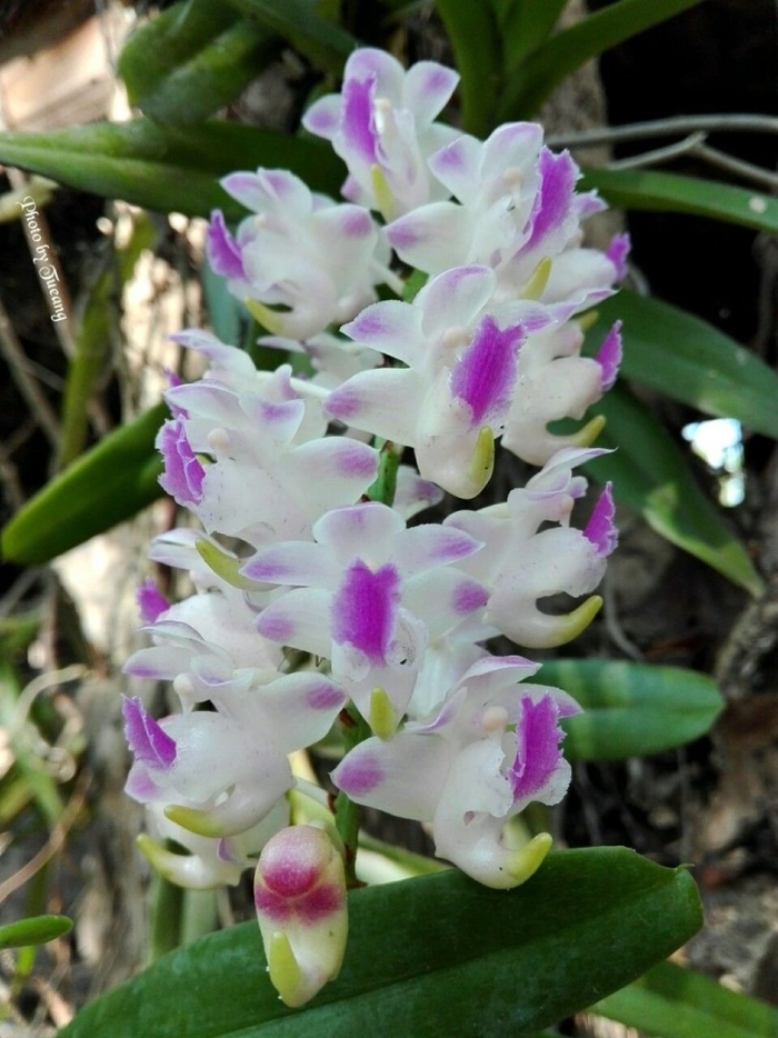 Ринхостилис гигантея пинк