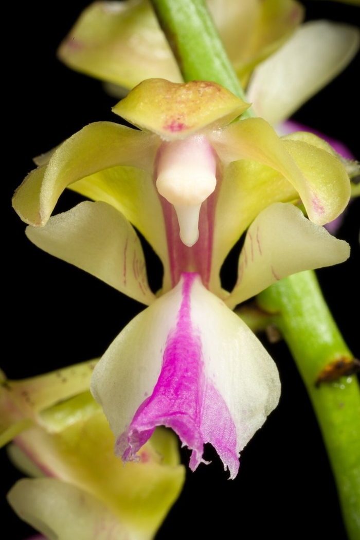 Aer. houlletiana × sib