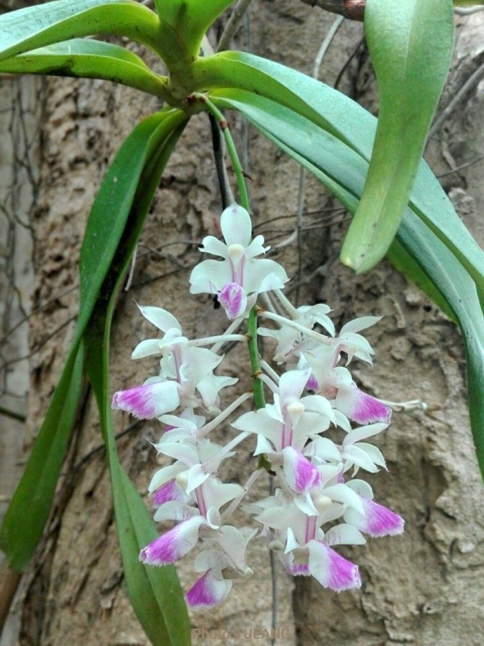Rhynchostylis gigantea