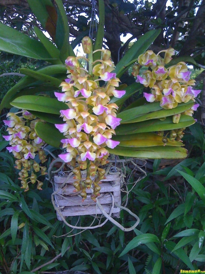 Dendrobium thyrsiflorum