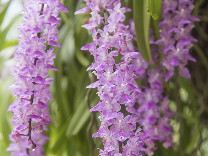 Rhynchostylis gigantea