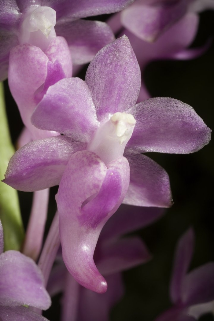Sarcochilus ceciliae