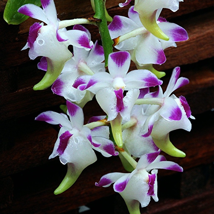 Орхидеи дендробиум