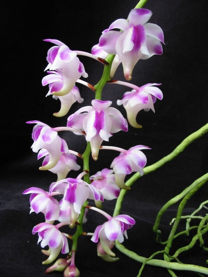 Aerides lawrenceae
