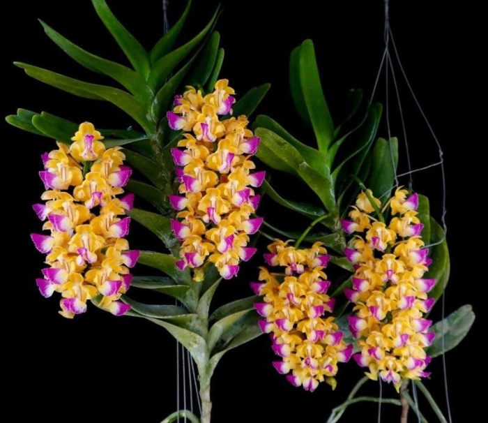 Aerides houlletiana