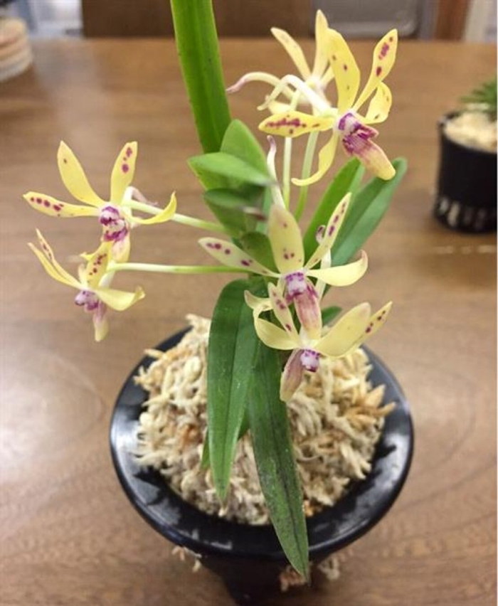 Epidendrum stamfordianum