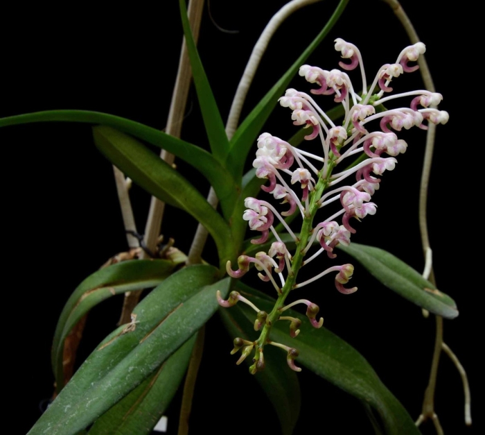 Ascocentrum christensonianum