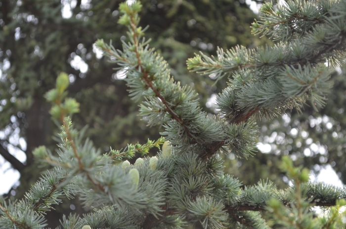 Cedrus atlantica glauca pendula