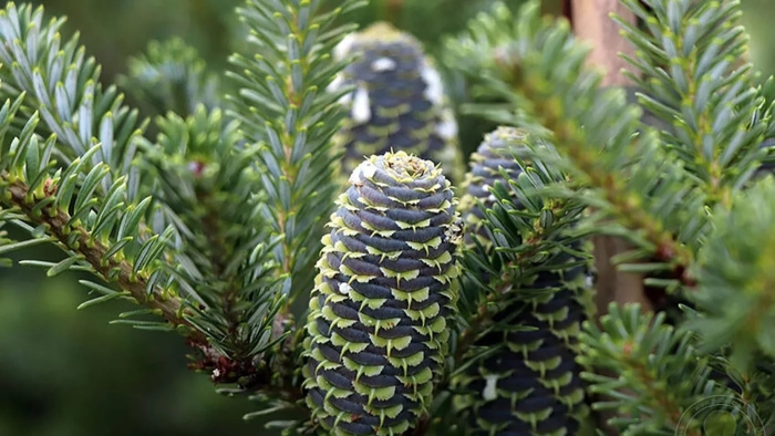 Пихта хвойная элита