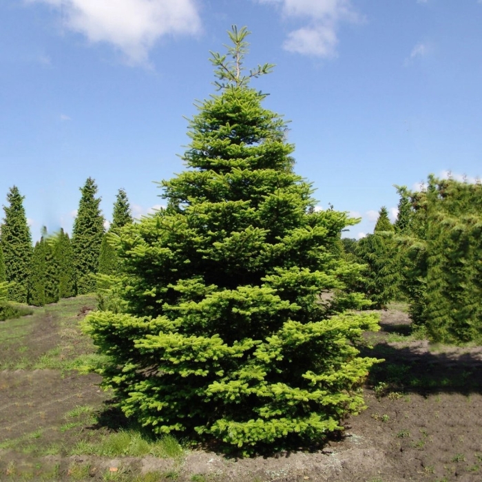 Пихта нордмана