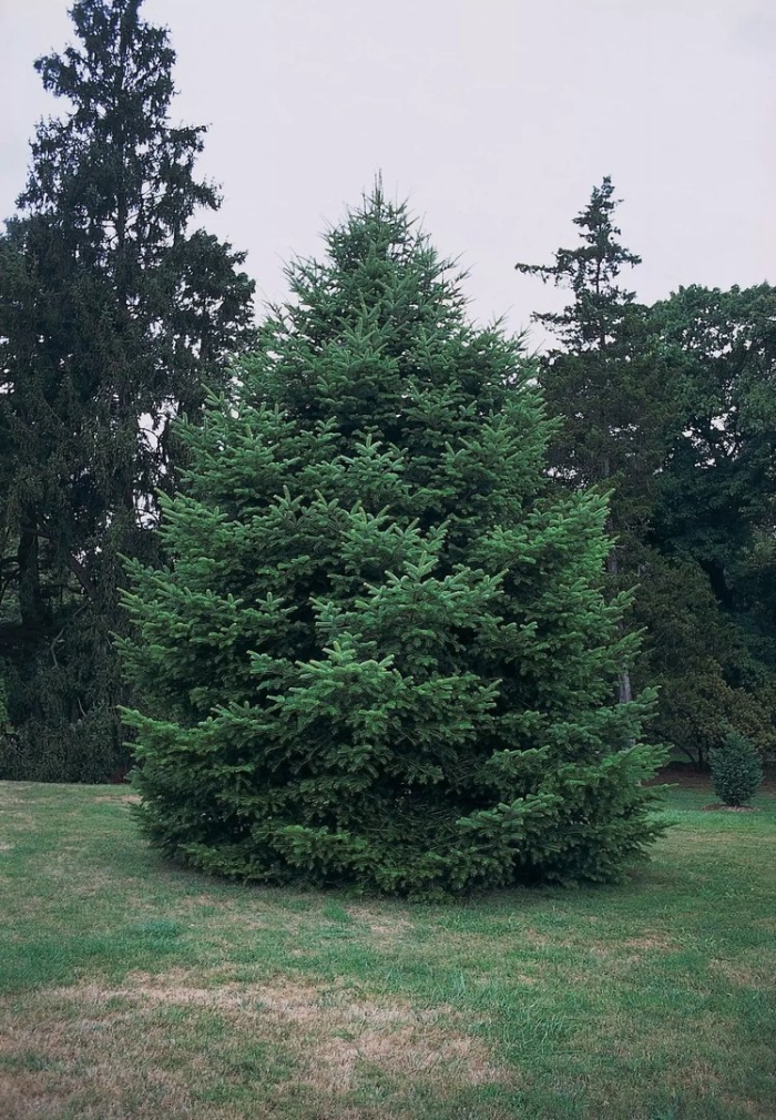 Пихта сахалинская