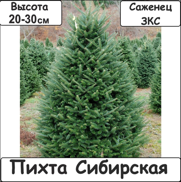 Пихта фразера