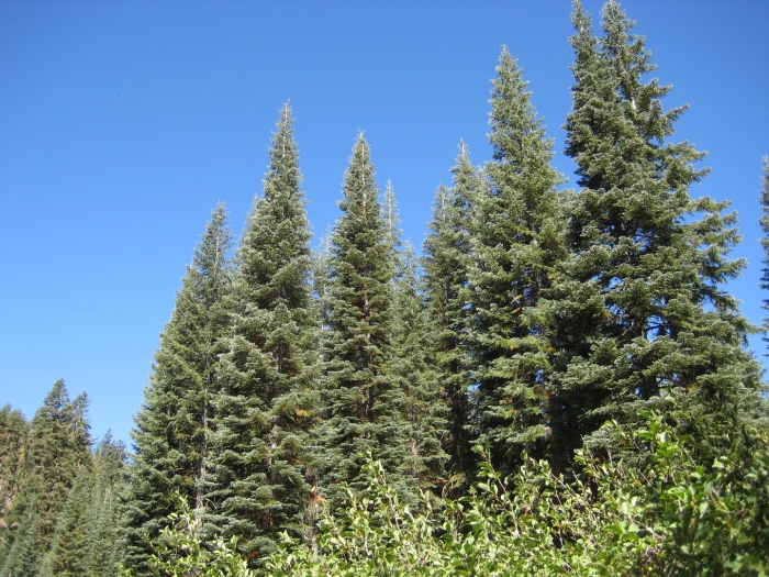 Abies magnifica