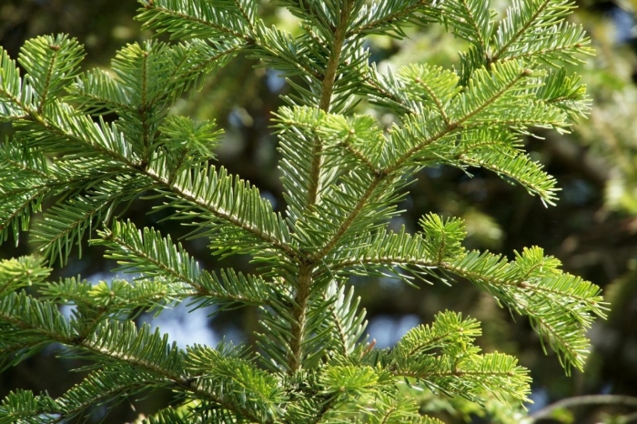 Пихта нордмана дерево