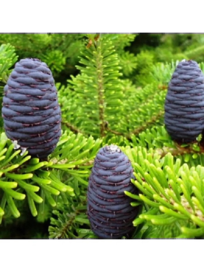 Пихта сибирская узкая крона