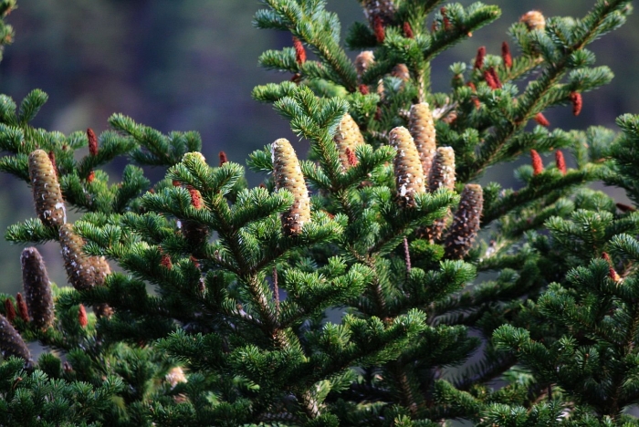 Пихта abies alba