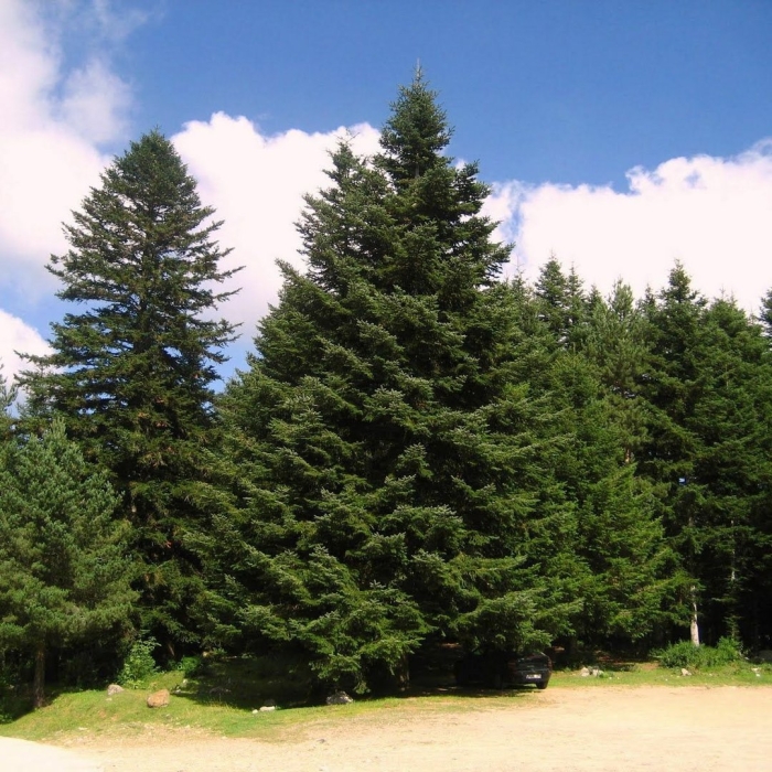 Пихта сибирская abies sibirica