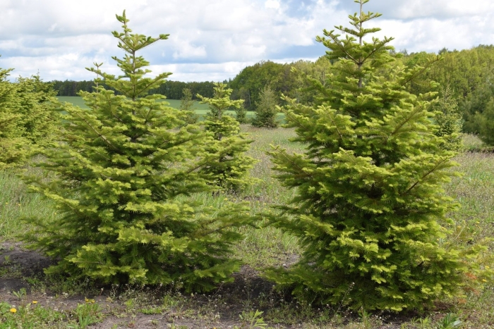 Пихта сибирская (ábies sibírica)