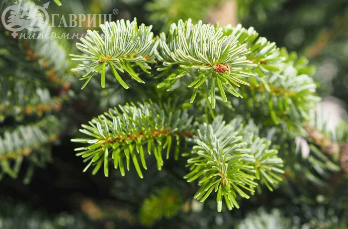 Пихта сибирская хвоинки