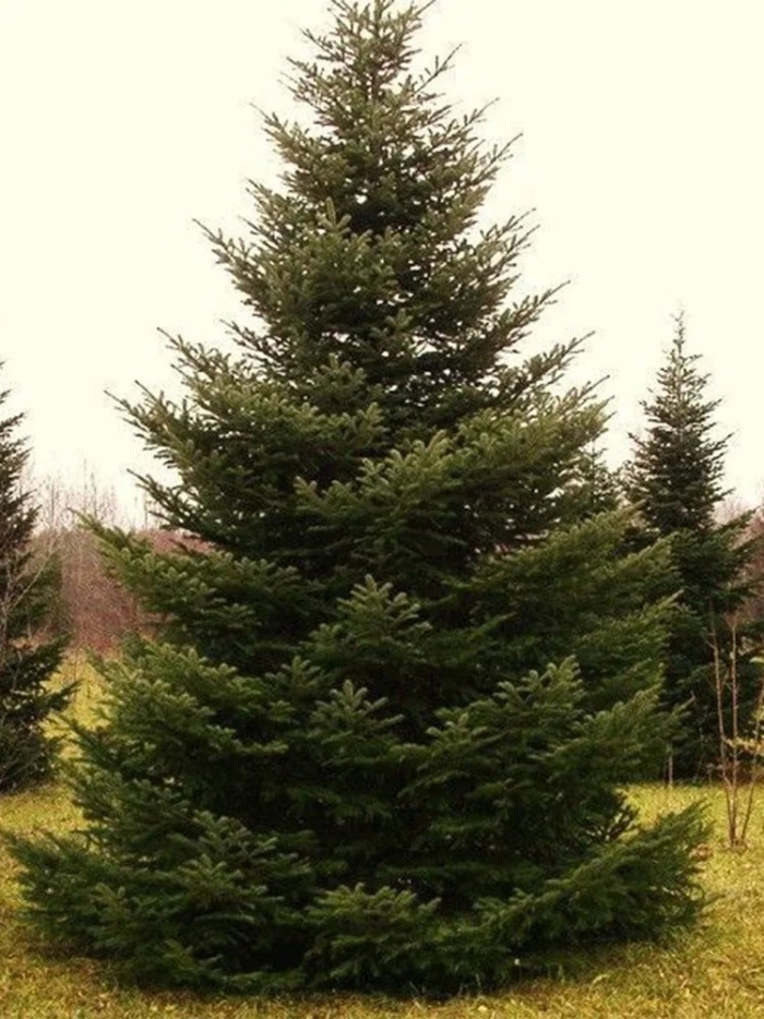 Пихта сибирская