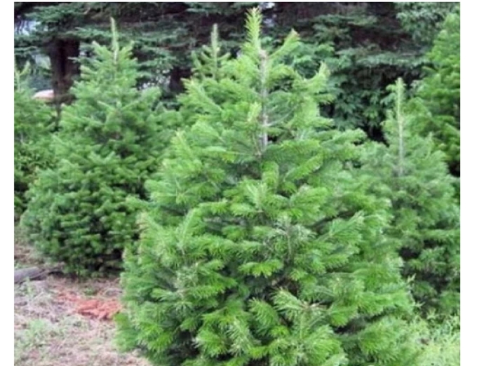 Пихта сибирская саженцы