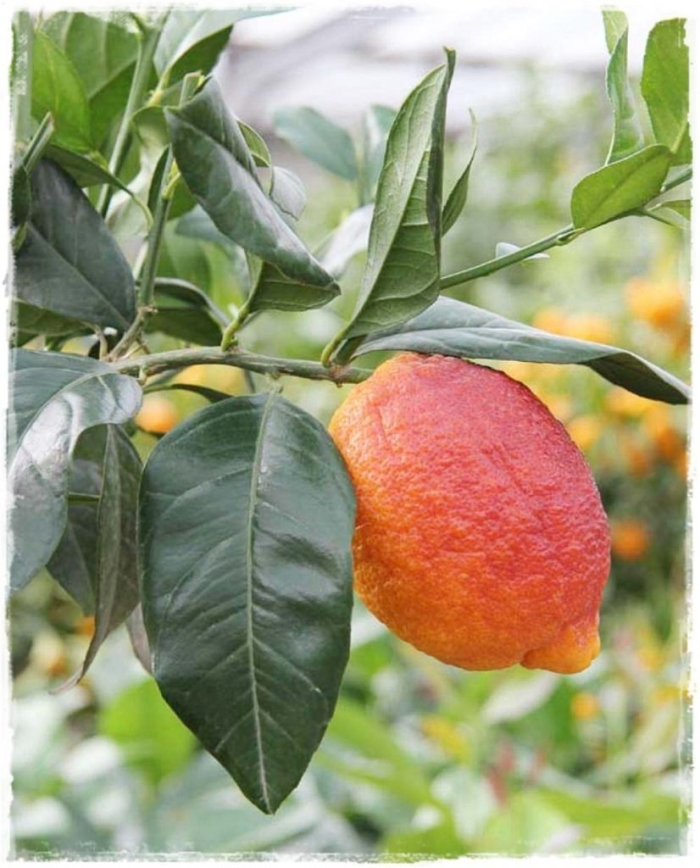 Красный лимон россо