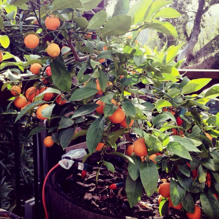 Кумкват цитрус фортунелла