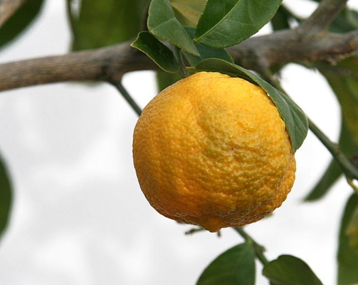 Цитрус лимон
