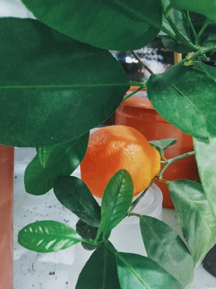 Мандарин лайм