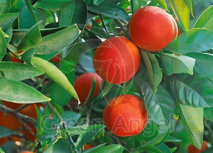 Цитрус лайм