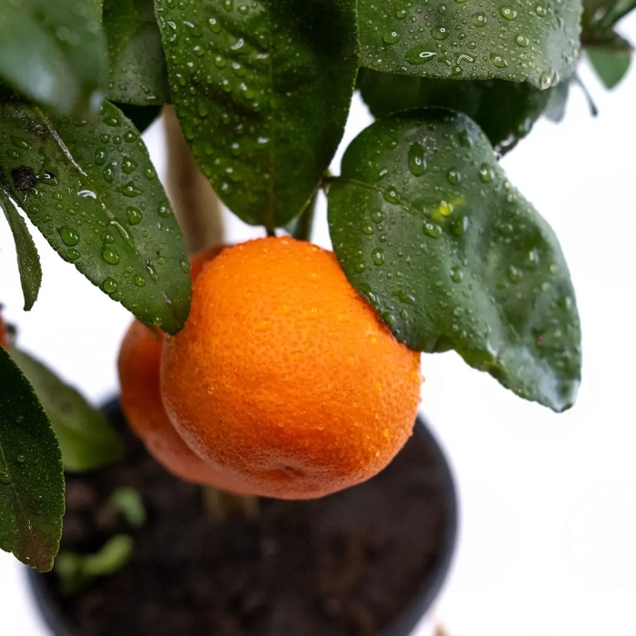 Цитрус каламондин