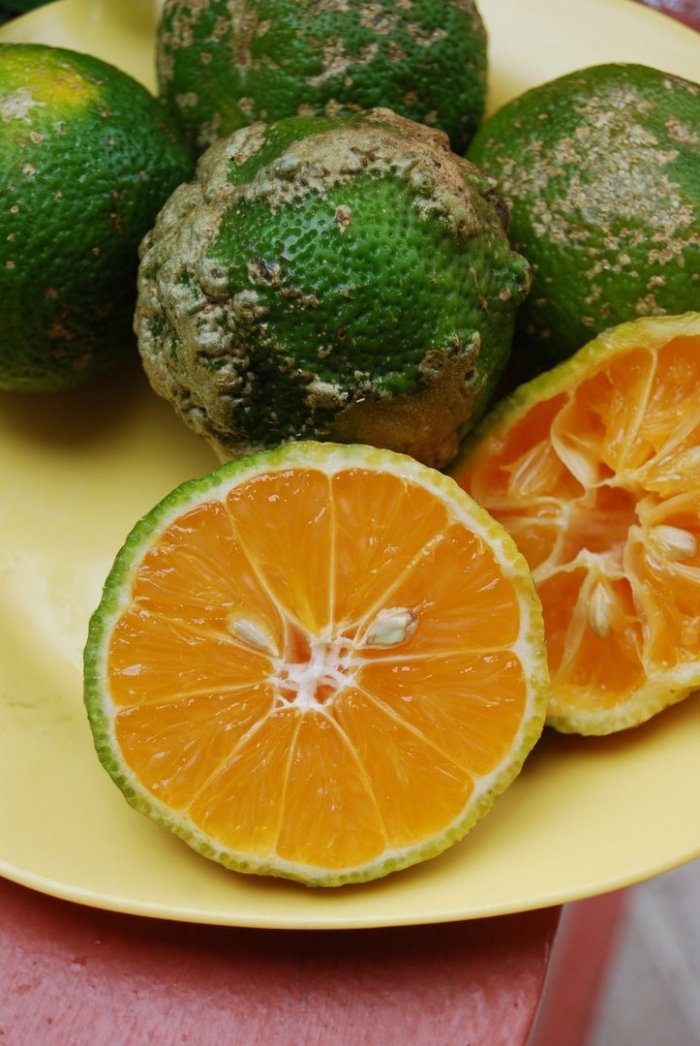 Лимандарин рангпур