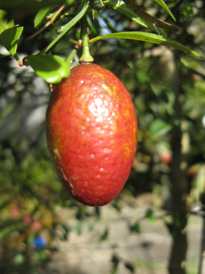 Блуд лайм микроцитрус