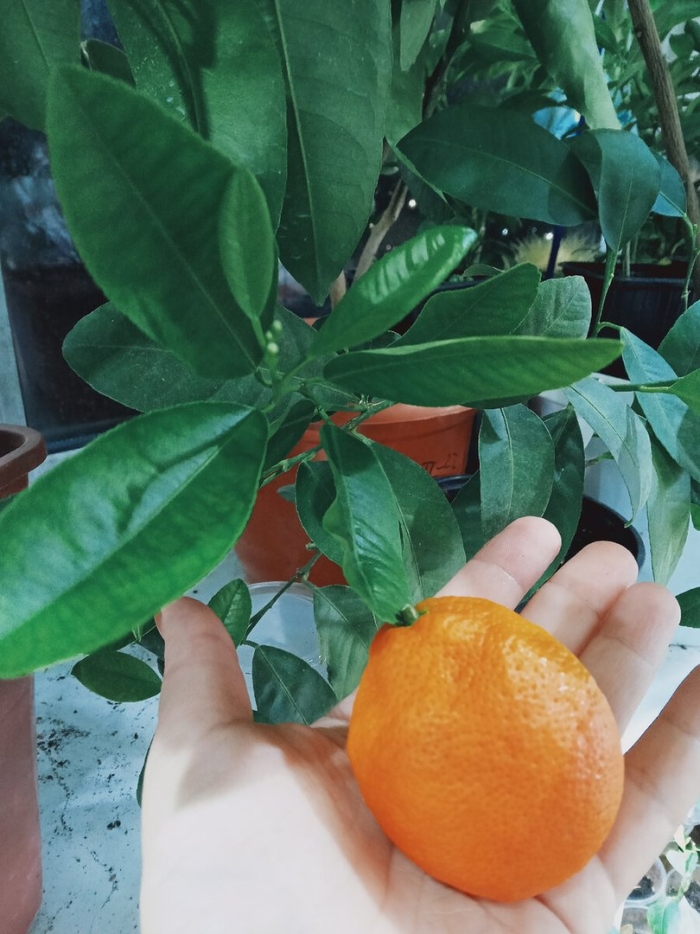 Павловский померанец