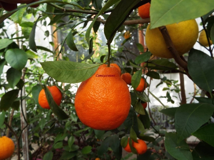 Сорт мандарин минеола