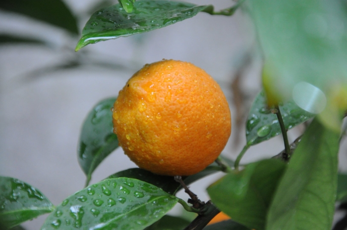 Саженец цитрус лайм рангпур