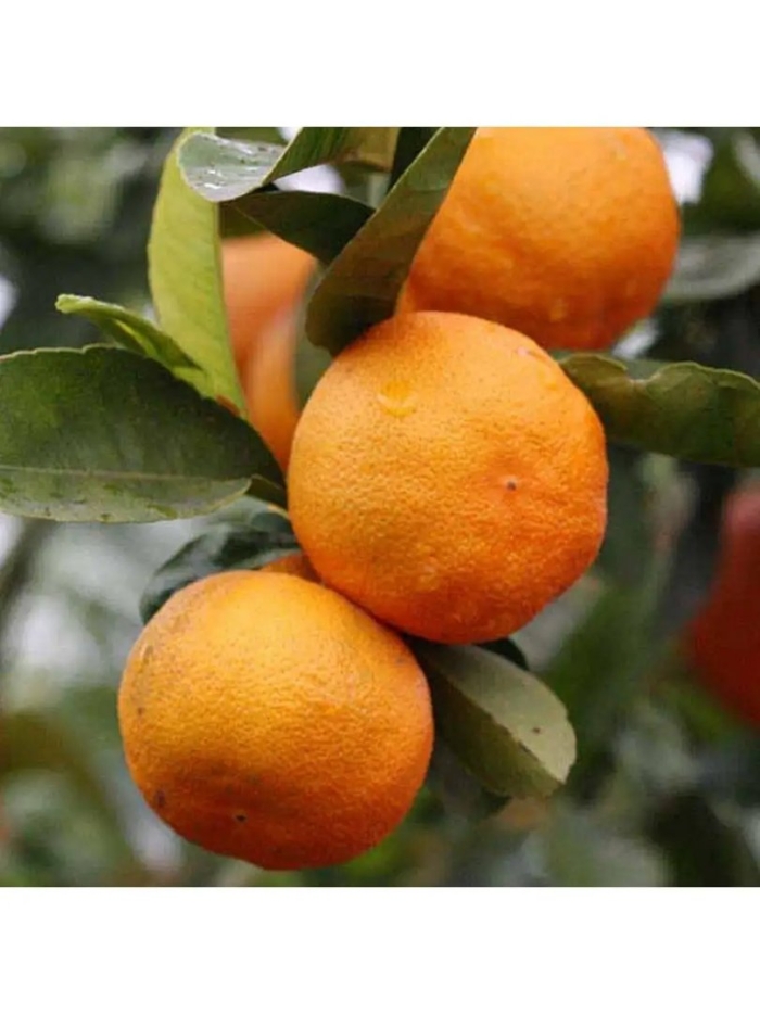 Гибрид мандарина